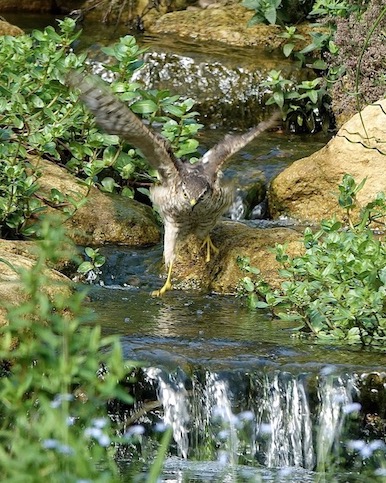 sparrowhawk